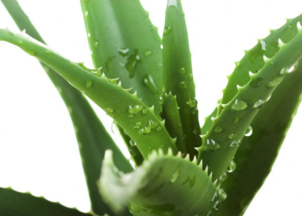 Sugars that are good for you from the aloe vera plant – part 2
