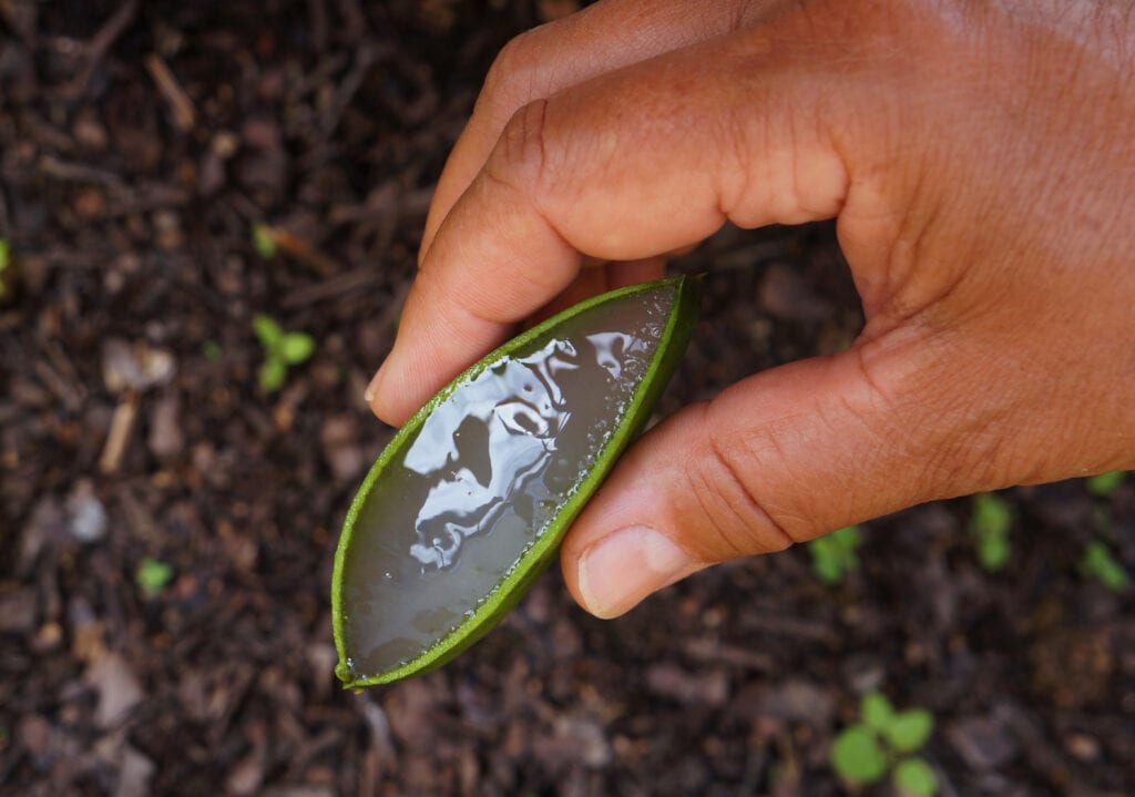 women holding aloe vera leaf in her hand