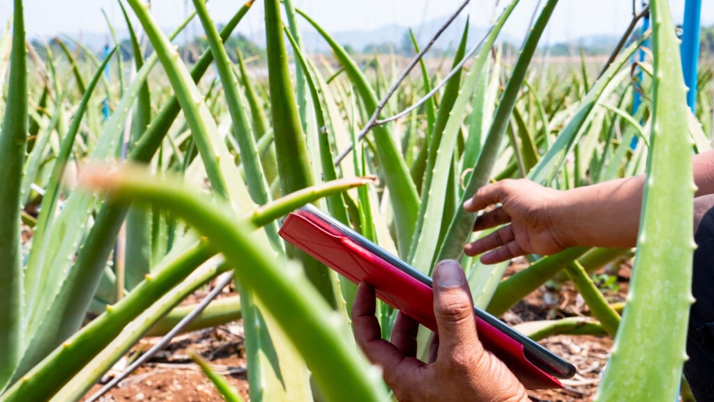 Aloe vera quality control